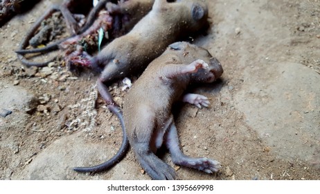 Dead mice in a hunt to eradicate pests and rodents at home. Mice are dangerous because they transmit bubonic plague