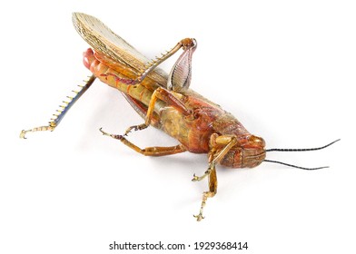 Dead Migratory locust, Locusta migratoria (Acrididae: Oedipodinae). Pest control concept. Isolated on a white background 