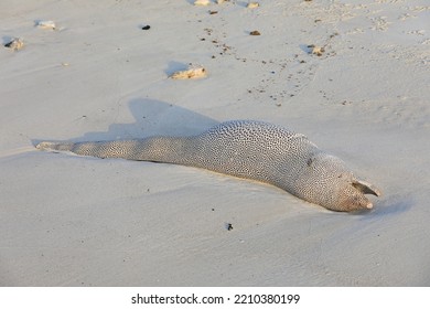 Dead Moray Eel On The Beach