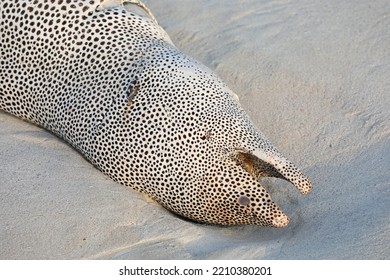 Dead Moray Eel On The Beach