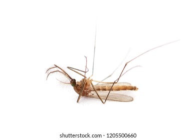 Dead Mosquito Isolated On White Background Stock Photo 1215619624 ...