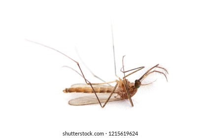 Dead Mosquito Isolated On White Background Stock Photo 1215619624 ...