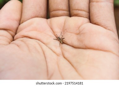 Dead Mosquito Lying On The Palm