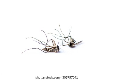 Dead Mosquito On White Background Stock Photo 305757041 | Shutterstock