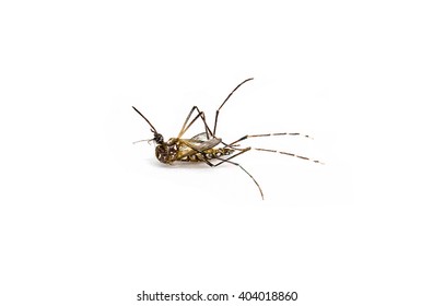 Dead Mosquito On White Background.