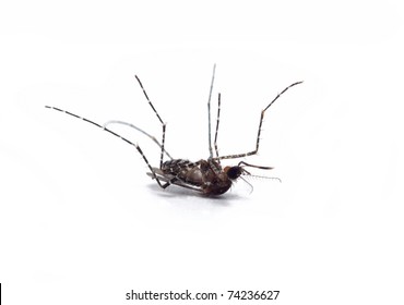 Dead Mosquito On White Background