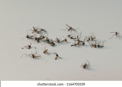 dead mosquito on white floor background