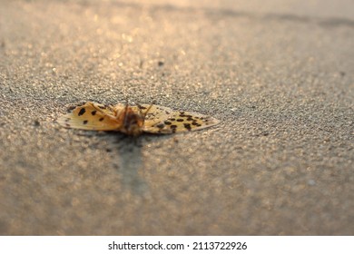 Dead Moth On The Beach