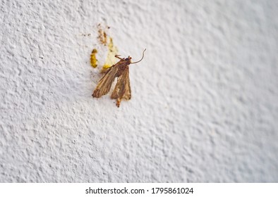 712 Moth friendly Images, Stock Photos & Vectors | Shutterstock