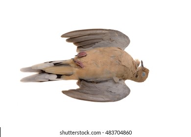 Dead Mourning Dove (Zenaida Macoura) Isolated On White, Killed By Flying Into Glass Window