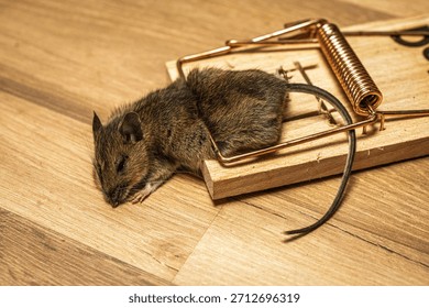 A dead mouse caught in a snap trap on a wooden floor, showcasing pest control methods. This image is suitable for educational content related to pest management and home maintenance.