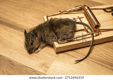 A dead mouse caught in a snap trap on a wooden floor, showcasing pest control methods. This image is suitable for educational content related to pest management and home maintenance.