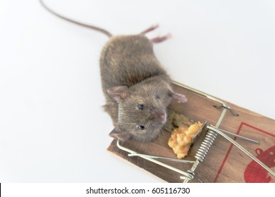 Dead mouse caught in mouse trap.
