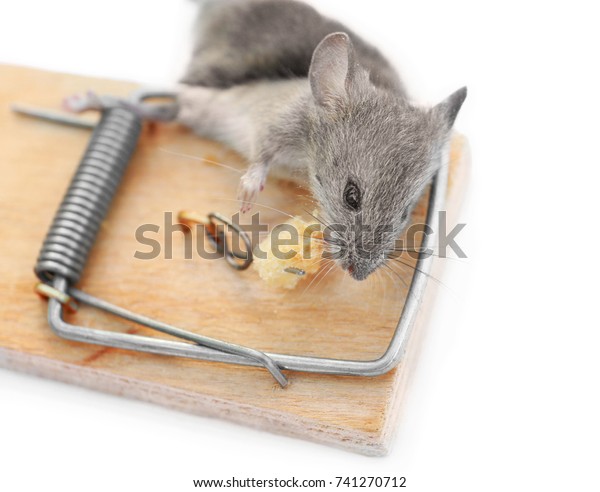 mouse caught in trap