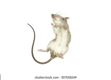 Dead mouse with feet to the sky on white background for die animal concept