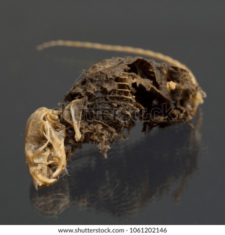 Dead mouse found during a renovation. Placed on a black background, 