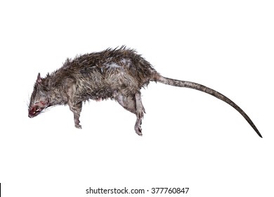 Dead mouse isolated