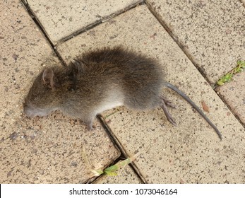 A Dead Mouse Laying On Pavers. Molendinar, Australia. April 2018.