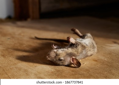 1,399 The corpse of a mouse Images, Stock Photos & Vectors | Shutterstock