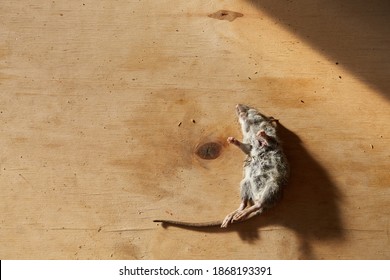 A dead mouse lies on a wooden plywood background and casts a shadow. Awful year of the rat. An animal poisoned with poison.