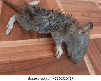 Dead mouse lying on a brown ceramic tile floor inside a house