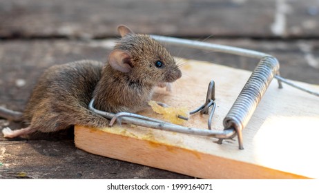 Dead Mouse In A Mousetrap. Mouse Hunting. The Mouse Is A Small Rodent And Pest