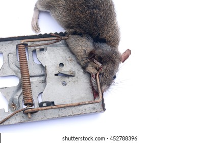 Dead mouse in a mousetrap on a white background