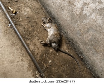 A Dead Mouse on the Cement Floor Attacked by A Moggie Cat