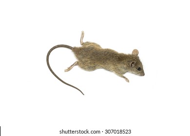 The dead mouse on white background for rat die animal background concept