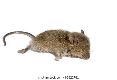 Dead mouse on white background