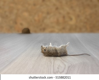 Dead mouse or rat on floor in an apartment house on the background of the wall with hole. Inside high-rise buildings. Fight with mouse in the apartment. Extermination.