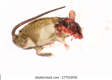 Dead Mouse with red blood Isolated on White Background