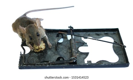 Dead Mouse Trapped By Mouse Trap Stock Photo 1531414523 | Shutterstock