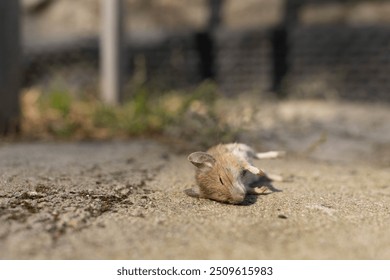 a dead mouse, which the cat caught and brought to the threshold of the house, lies on the ground