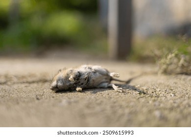 a dead mouse, which the cat caught and brought to the threshold of the house, lies on the ground