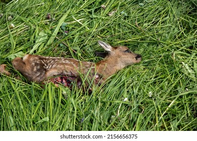 dead mowed fawn , baby deer , in the grass - Shutterstock ID 2156656375