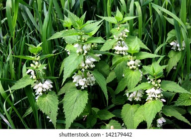 Dead Nettle Blooming At Spring