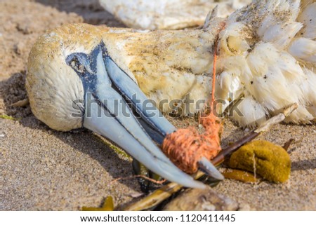 dead northern gannet with plastic fishing net wrapped around its beak, washed ashore on Kijkduin beach The Hague