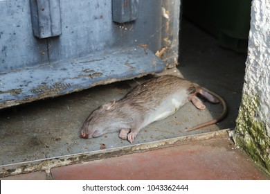 Dead Norway Rat In A Shed