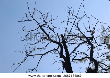 dead old tree brach on the dry season
