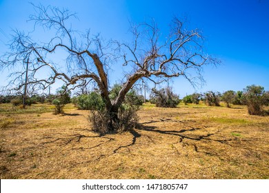 Dead Olive Trees From Xylella Fastidiosa