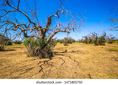 Dead olive trees from xylella fastidiosa