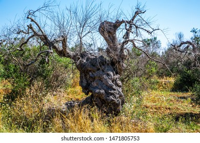 Dead olive trees from xylella fastidiosa