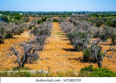 Dead Olive Trees From Xylella Fastidiosa