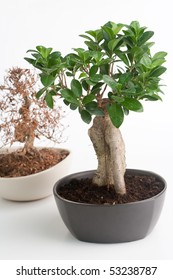 A Dead And One Alive Small Bonsai Tree