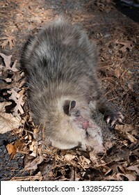 Dead Opossum, Or Possum On The Ground