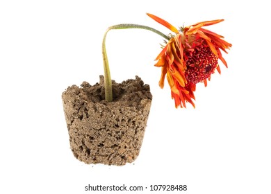 Dead Orange Gerbera Flower In Pot Shaped Soil