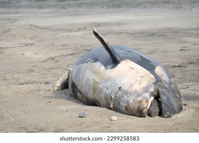 Orca muerta en una playa islandesa.