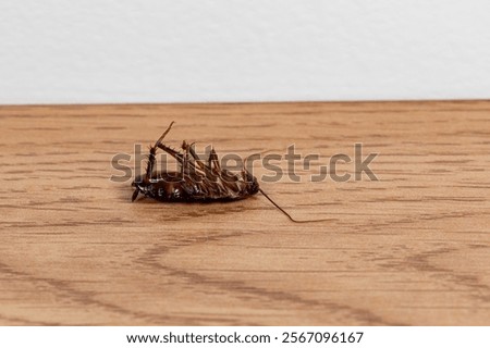 Dead Oriental cockroach on floor. Pest control, bug infestation and food safety concept.