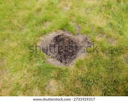 Dead patch on lawn grass before repair